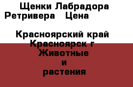 Щенки Лабрадора Ретривера › Цена ­ 12 000 - Красноярский край, Красноярск г. Животные и растения » Собаки   . Красноярский край,Красноярск г.